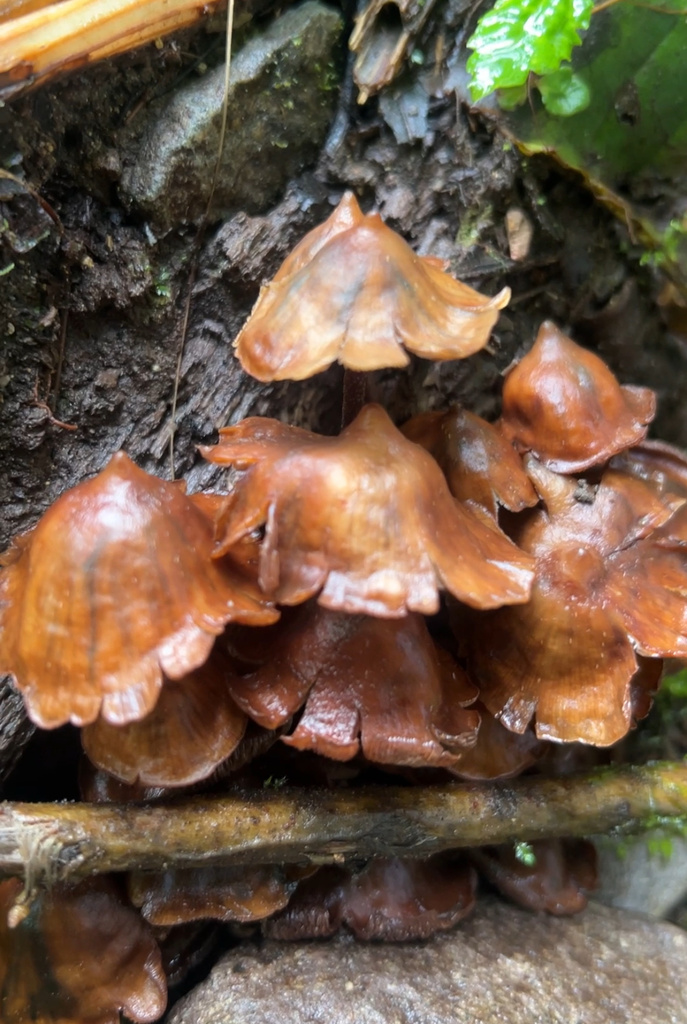 Psilocybe yungensis · June 2024 · photo: © rpadilla_ (iNaturalist, cc-by)