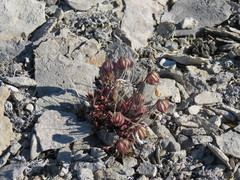 Silene uralensis