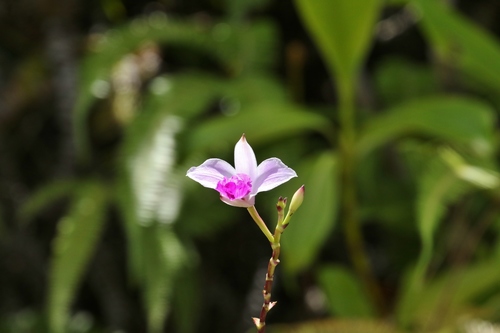 Bamboo Orchid