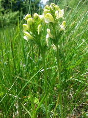 Pedicularis ascendens
