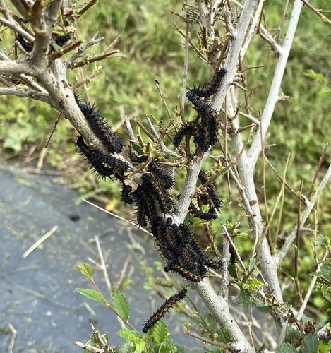 Mourning Cloak