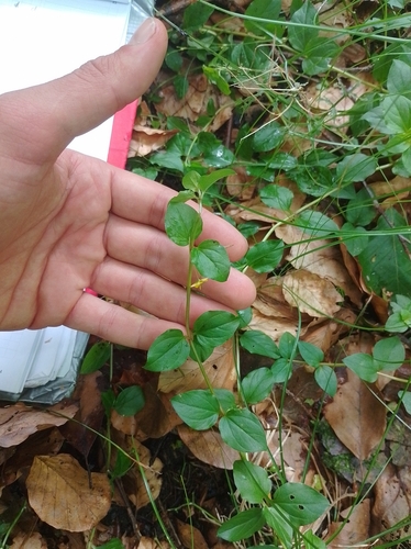 Yellow pimpernel (Lysimachia nemorum)