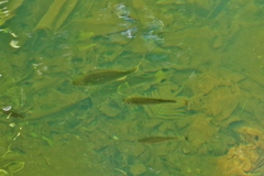 Kuhlia marginata