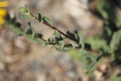 Grindelia inuloides