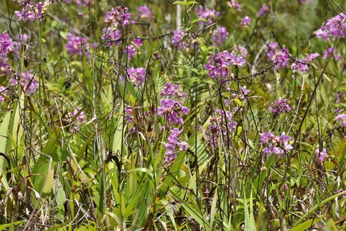 Image of Spathoglottis carolinensis by (c) Thibaud Aronson, some rights reserved (CC BY-SA)