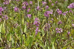 Spathoglottis carolinensis