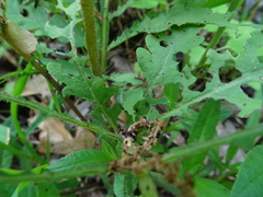 Thrinax dubitata