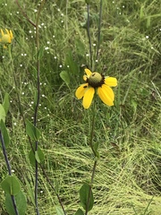 Rudbeckia scabrifolia