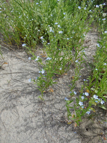 Lappula squarrosa iNat (2)