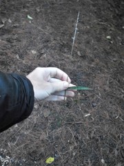 Pseudoregma panicola