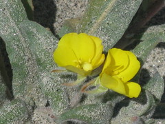 Onagraceae