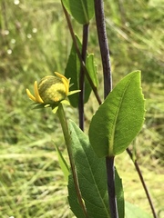 Rudbeckia scabrifolia