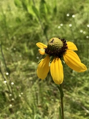 Rudbeckia scabrifolia