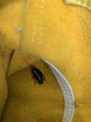 Blatta orientalis