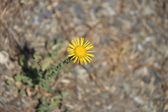Grindelia inuloides