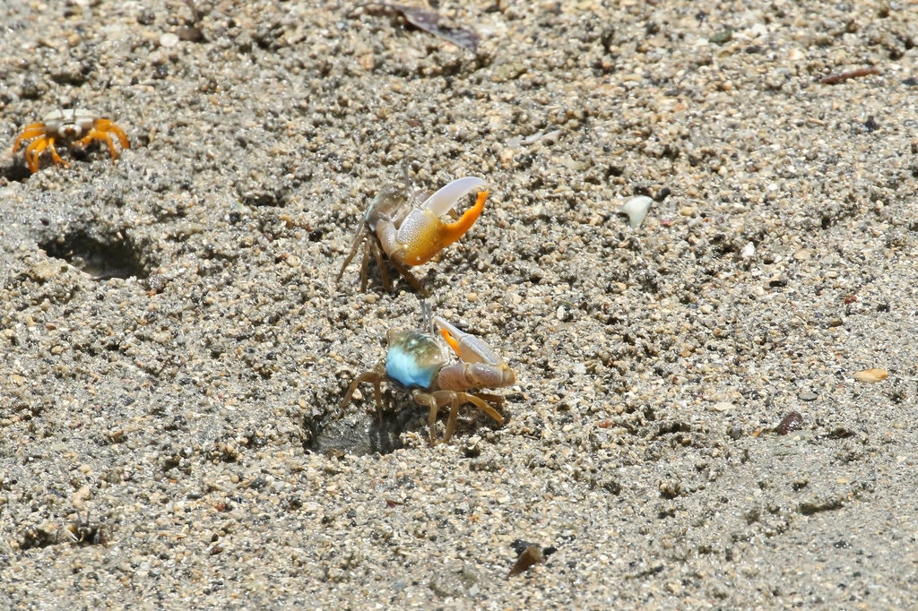 Jocelyn's Fiddler Crab