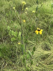 Rudbeckia scabrifolia