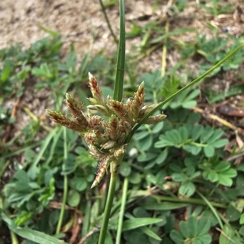 Cyperus stoloniferus iNat (3)