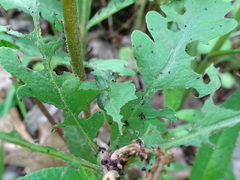 Thrinax dubitata