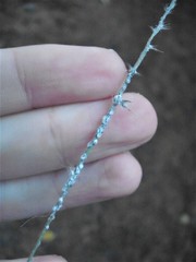 Pseudoregma panicola