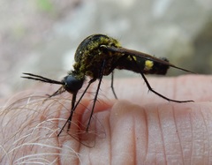 Lepidophora lepidocera