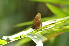 Euploea algea abjecta