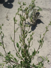 Angiospermae