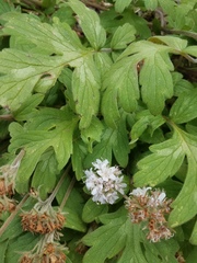 Hydrophyllum occidentale