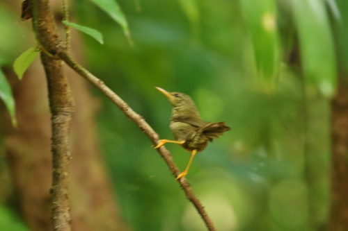Horornis annae