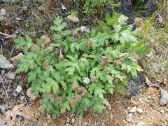 Hydrophyllum occidentale