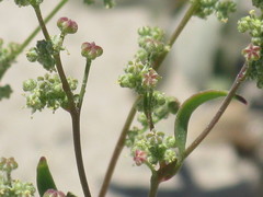 Angiospermae
