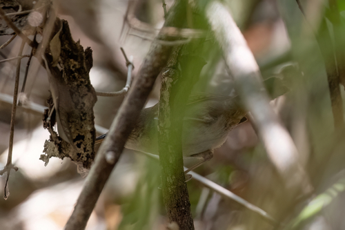 Cozumel Wren (Troglodytes beani), photo 5