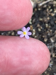 Chaetopappa bellidifolia