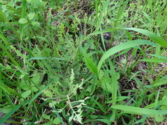 Thrinax dubitata