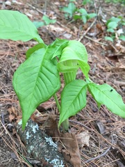 Arisaema triphyllum