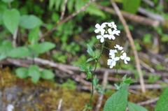 Cardamine angulata