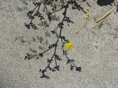 Acmispon