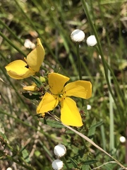 Rhexia lutea
