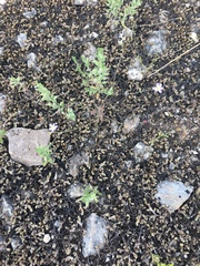 Chaetopappa bellidifolia