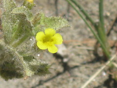Angiospermae