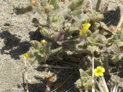 Angiospermae