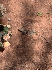 Sceloporus uniformis