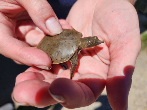 iNaturalist observation 2024-06-23