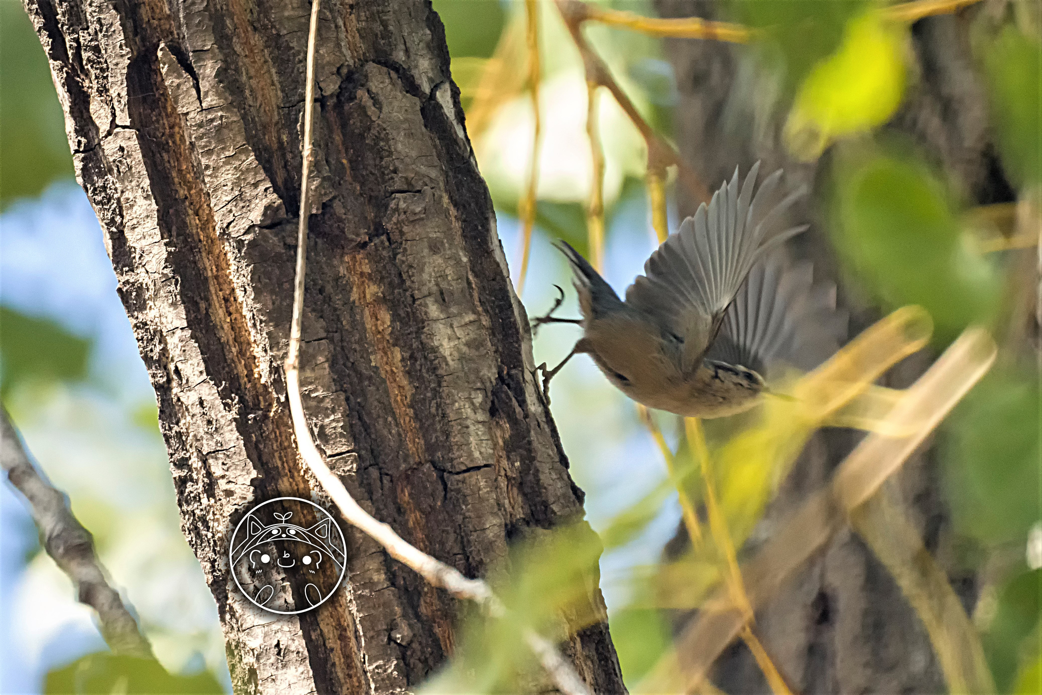 Chinese Nuthatch