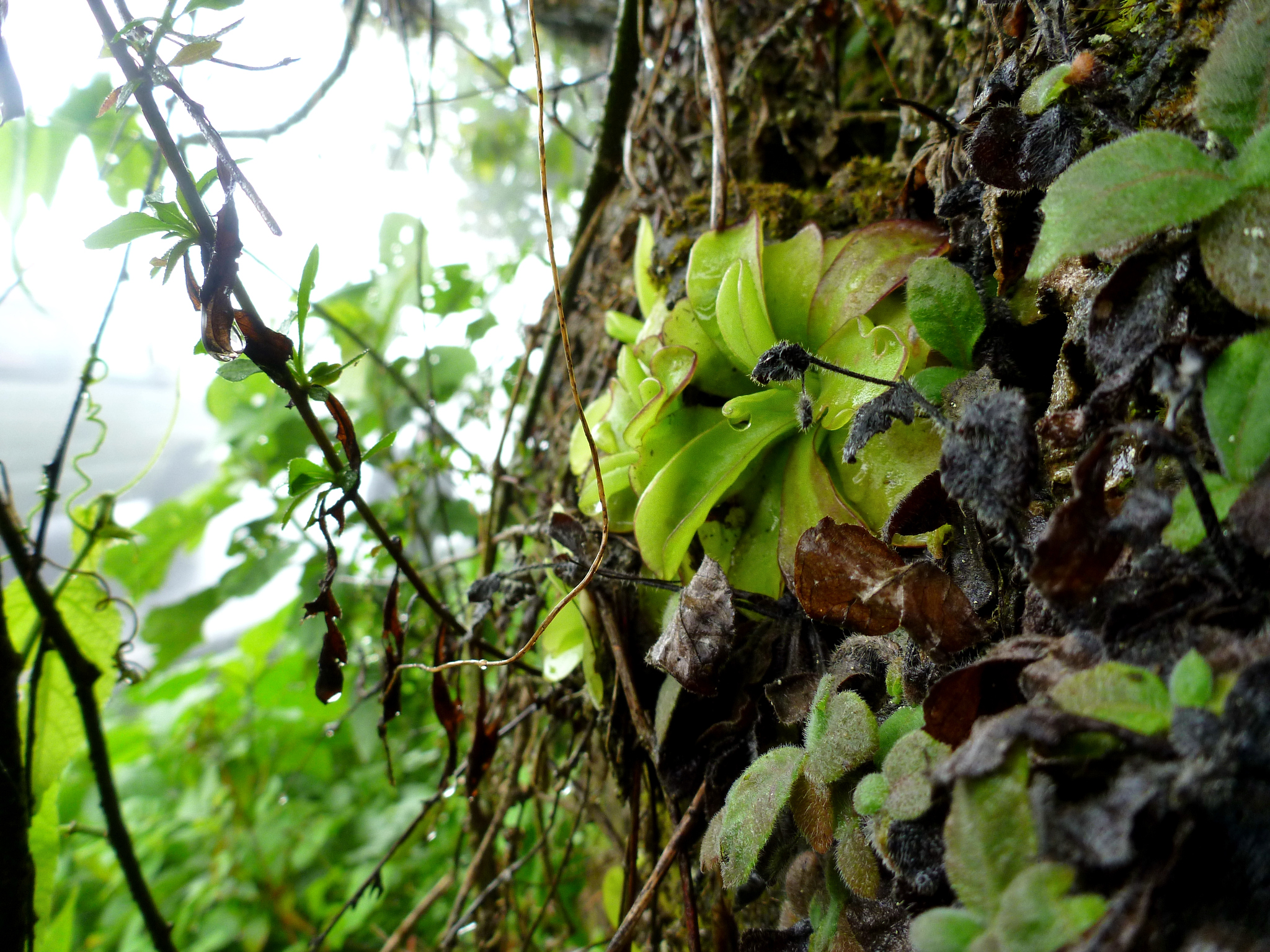 Pinguicula ibarrae Zamudio 3