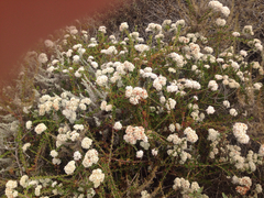 Eriogonum fasciculatum fasciculatum