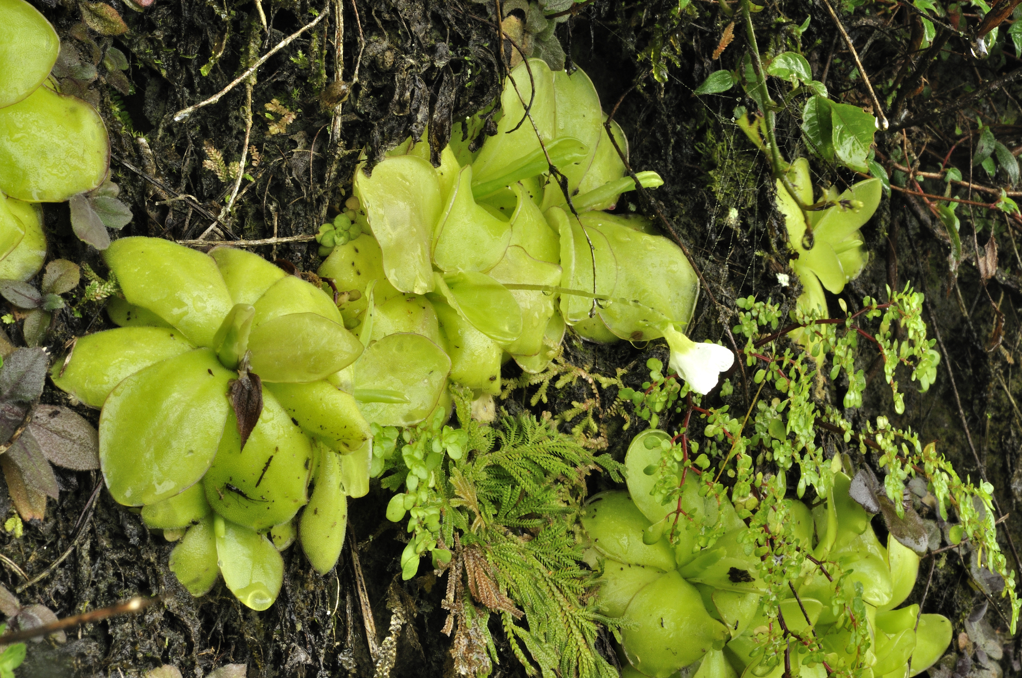 Pinguicula ibarrae Zamudio 4