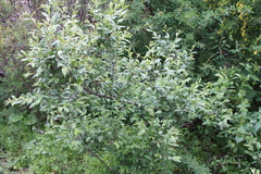 Prunus incana