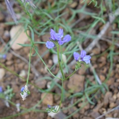 Gilia achilleifolia