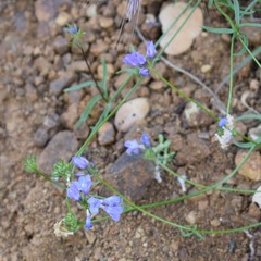 Gilia achilleifolia
